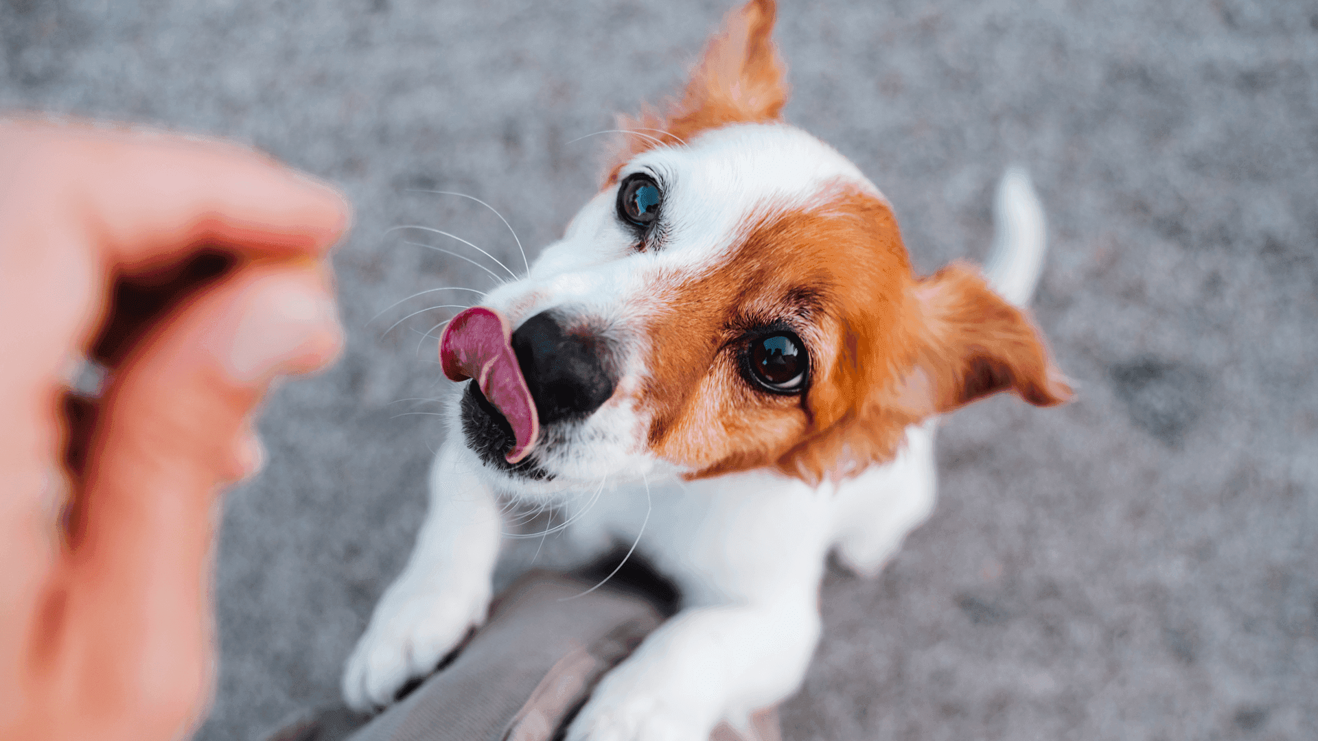 What is Bimuno® Pet?