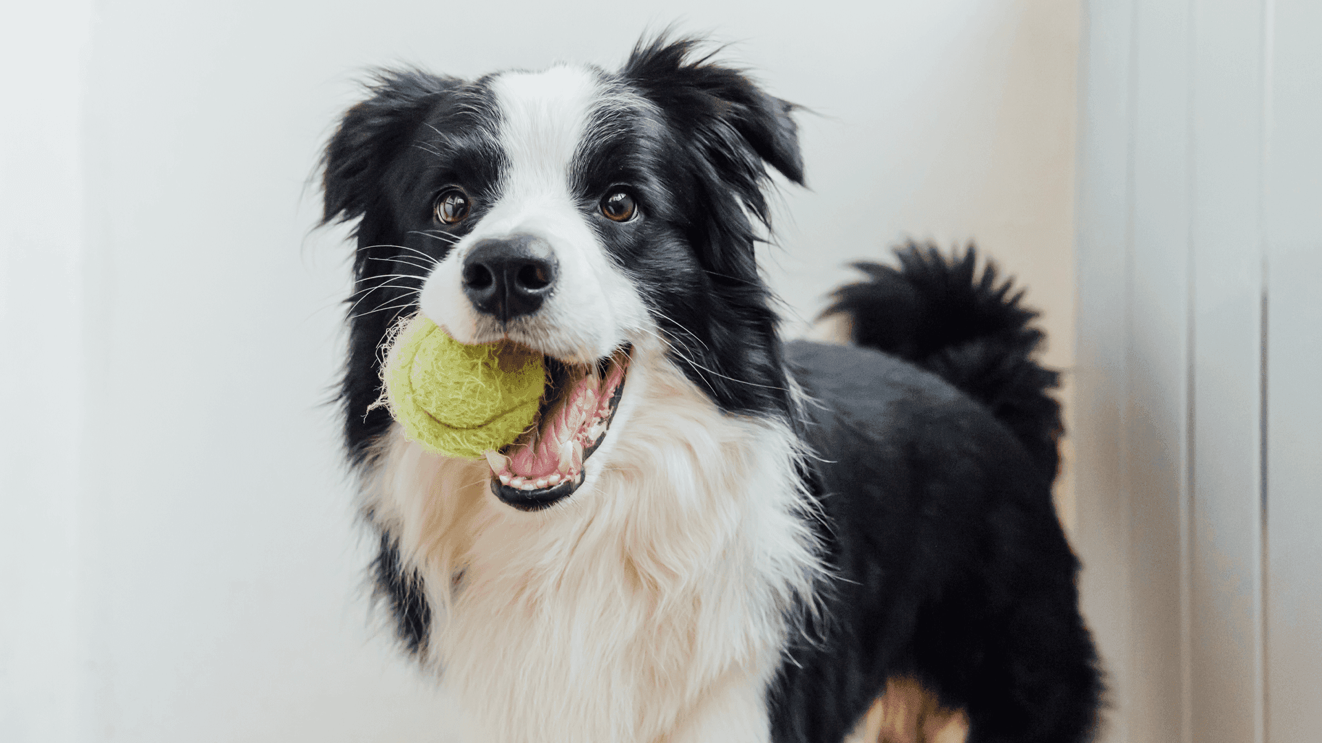 Unleash your next pet product into the bone health arena.