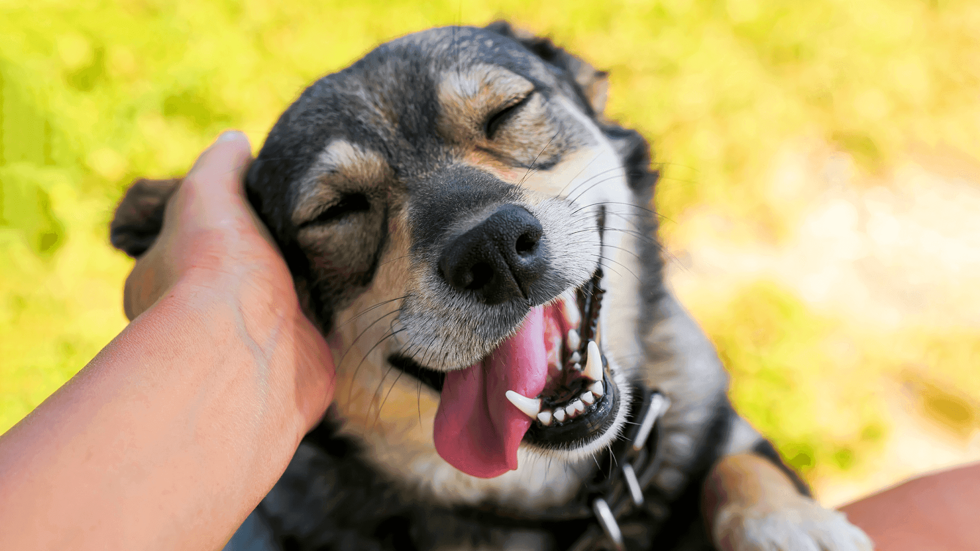Tackling Doggy Breath at its Source.